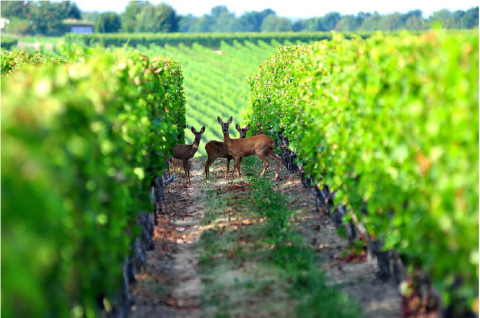Tips & Best Practices for Wildlife Control in the Vineyard - The Grapevine Magazine