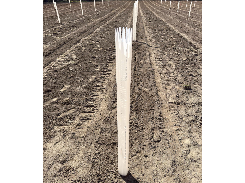 Plantra's new 5ft SunFlex Grow Tube with Stem Guides in a Chestnut Orchard